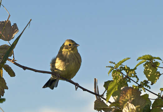 Image of Emberiza Linnaeus 1758