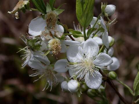 صورة Campomanesia pubescens (A. P. de Candolle) Berg