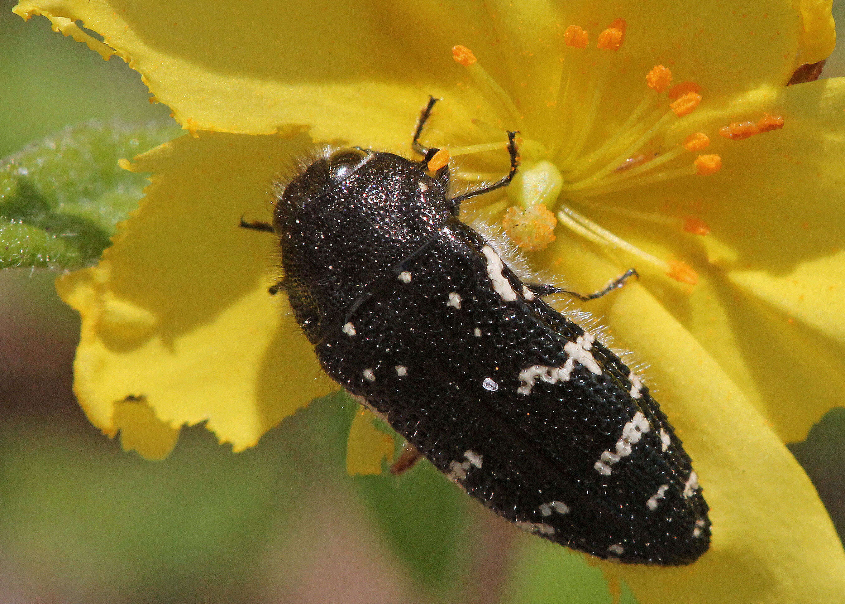 Image of Acmaeodera ornata (Fabricius 1775)