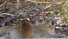 Image of Rock Hyrax