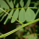 Image of Senna aversiflora (Herbert) H. S. Irwin & Barneby