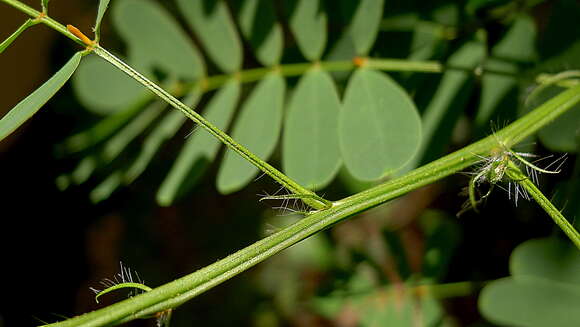 صورة Senna aversiflora (Herbert) H. S. Irwin & Barneby