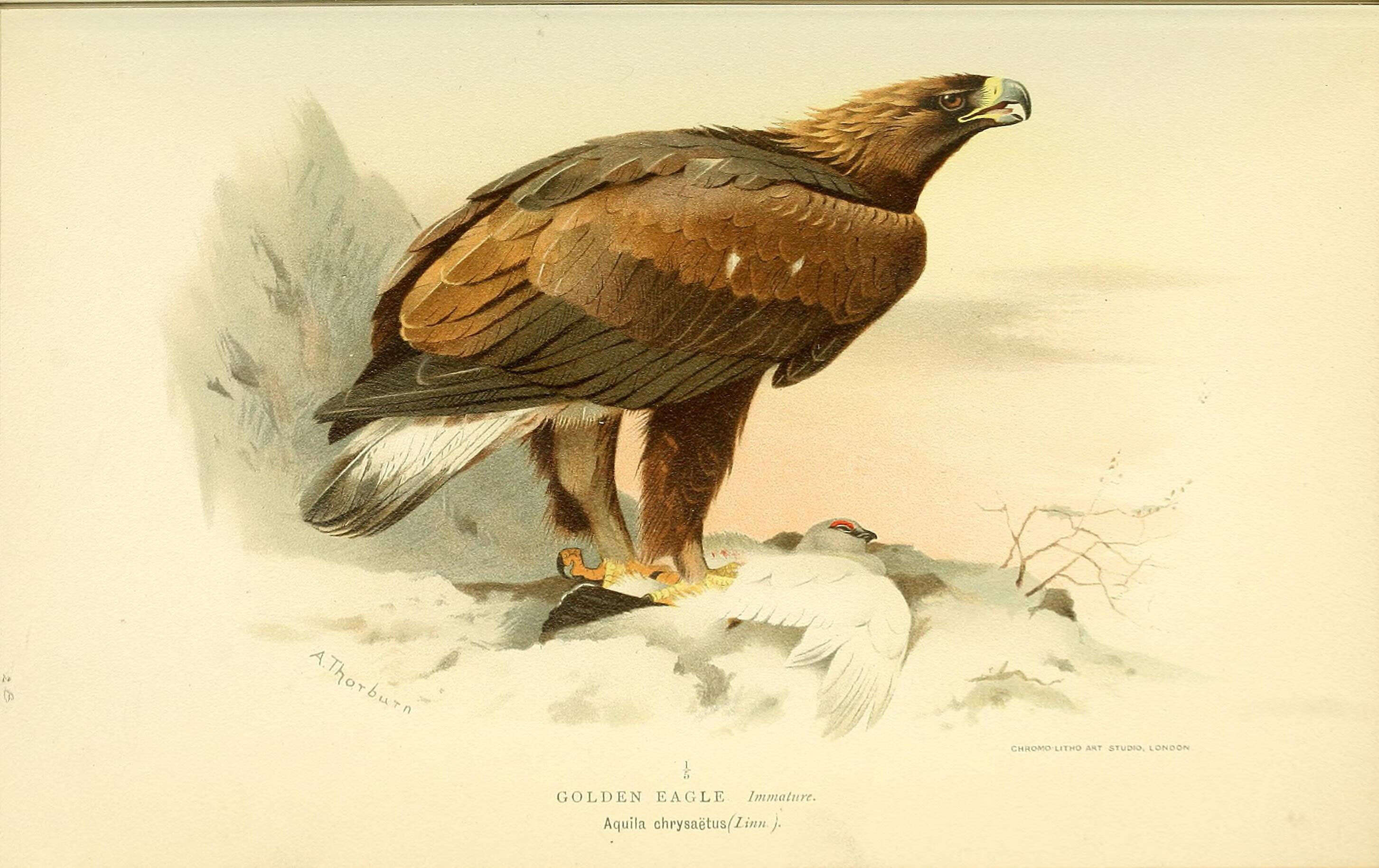 Image of Aquila Brisson 1760