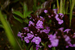 Image of cowpea witchweed