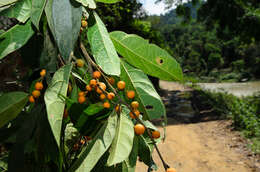 Image of Ficus heteropleura Bl.