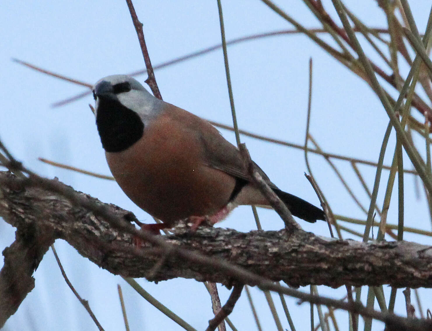 Image of Black-throated Finch