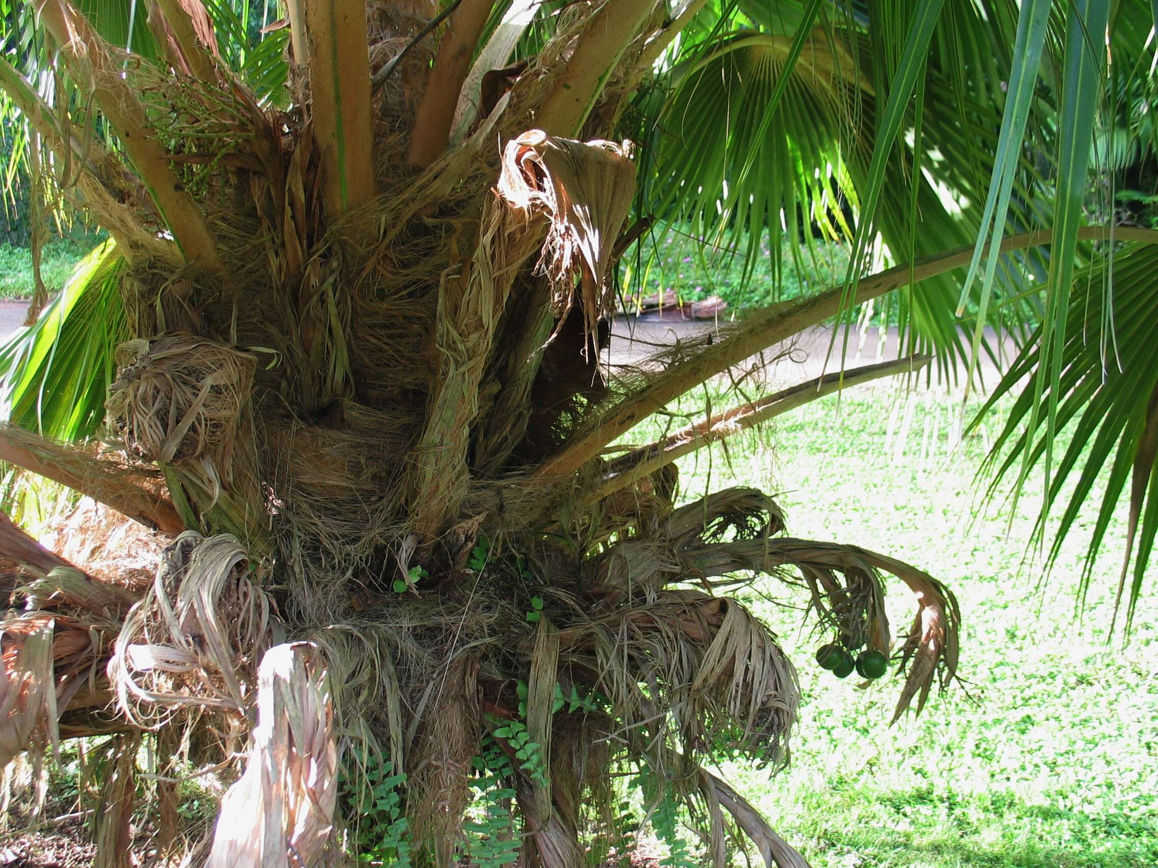 Pritchardia hillebrandii Becc.的圖片