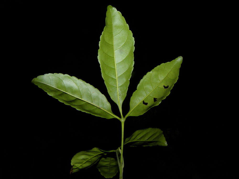 Image of Anthodiscus chocoensis Prance