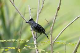 Image of Barred Antshrike