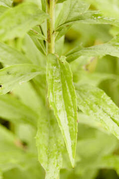 Image of Canada goldenrod