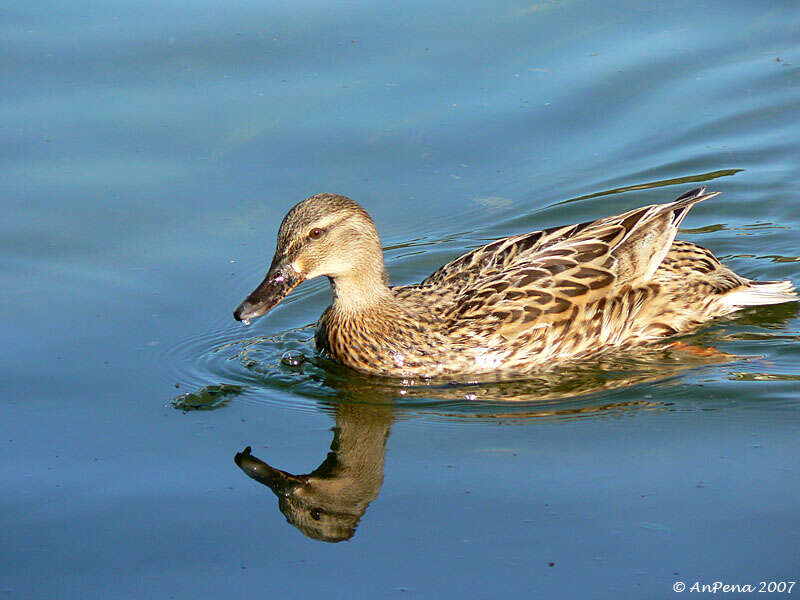 Image de Canard colvert