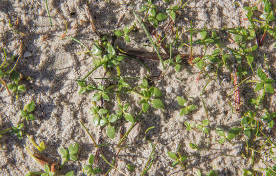 Image of Ranunculus acaulis Banks & Soland.