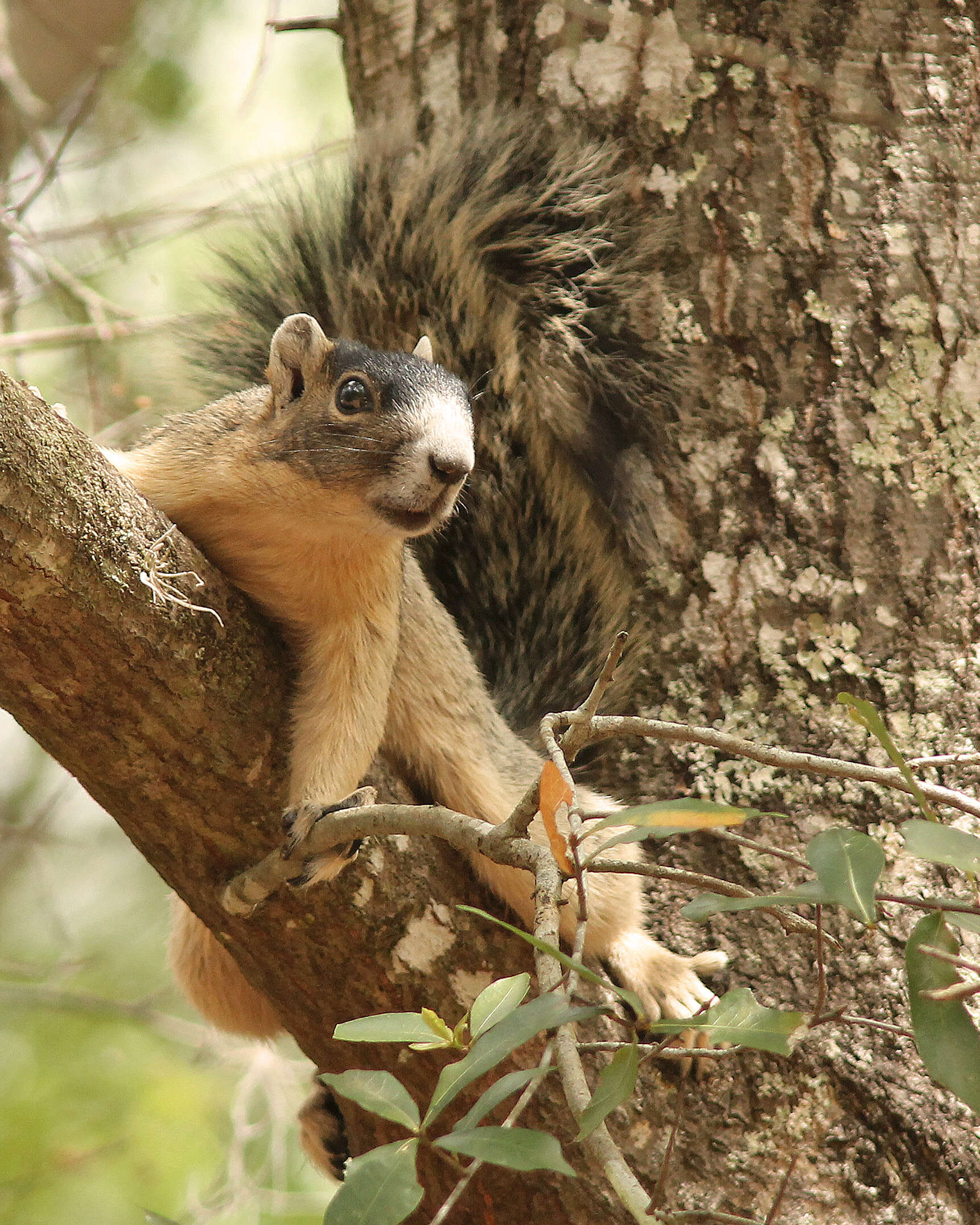 Image of Eastern Fox Squirrel