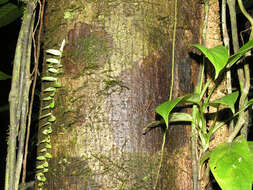 Plancia ëd Meliosma grandiflora Morton ex A. H. Gentry