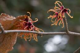 Imagem de Hamamelis japonica Sieb. & Zucc.