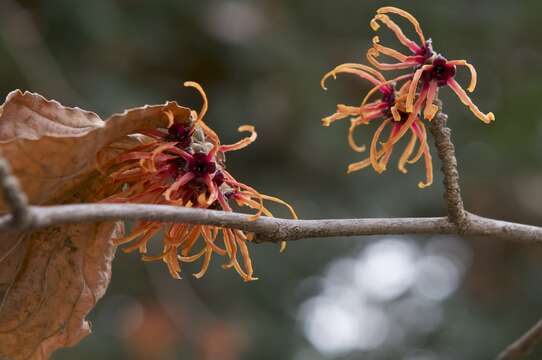 Image of Japanese Witch Hazel