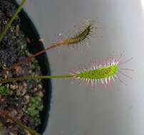 صورة Drosera anglica Huds.