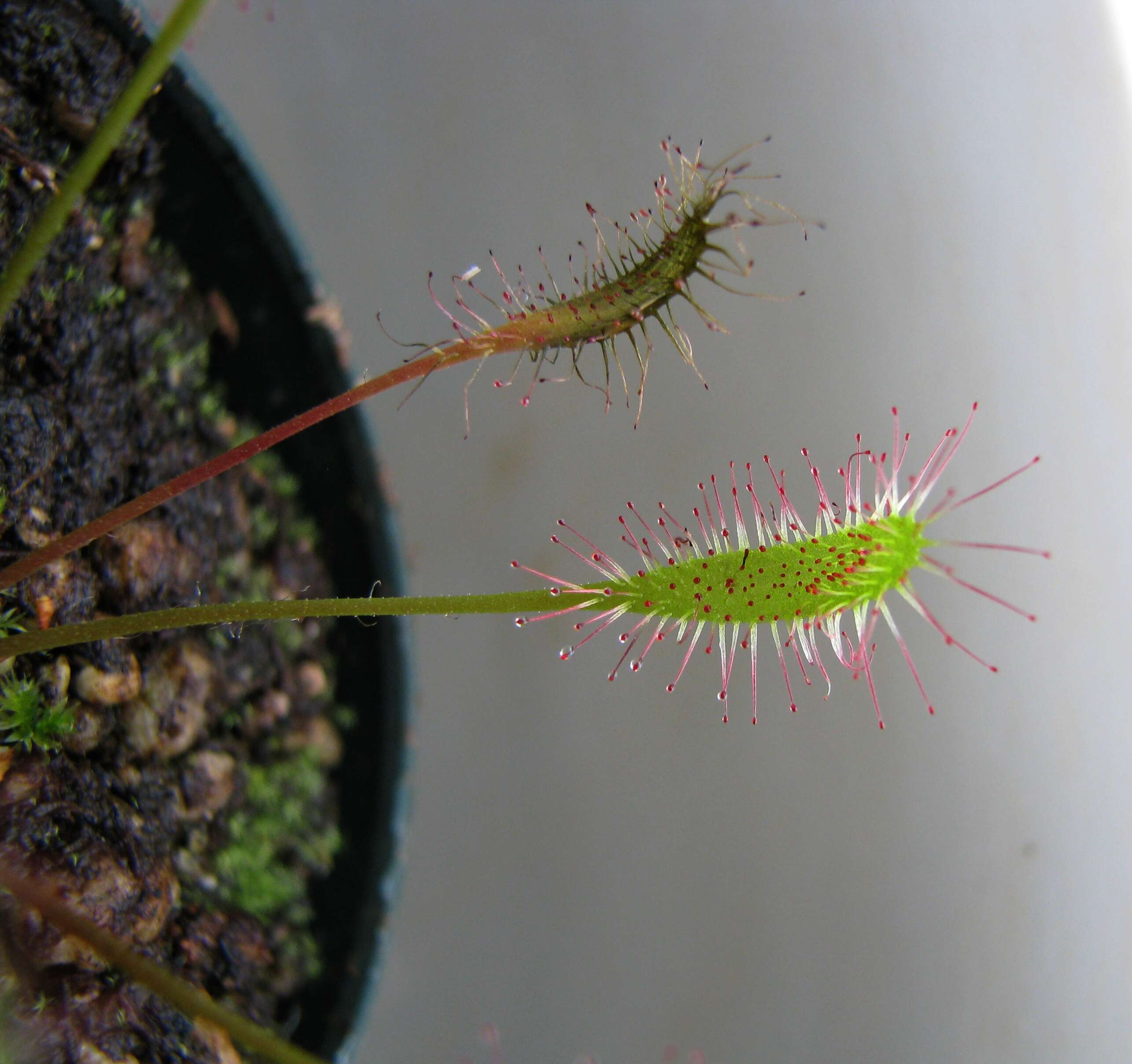 صورة Drosera anglica Huds.