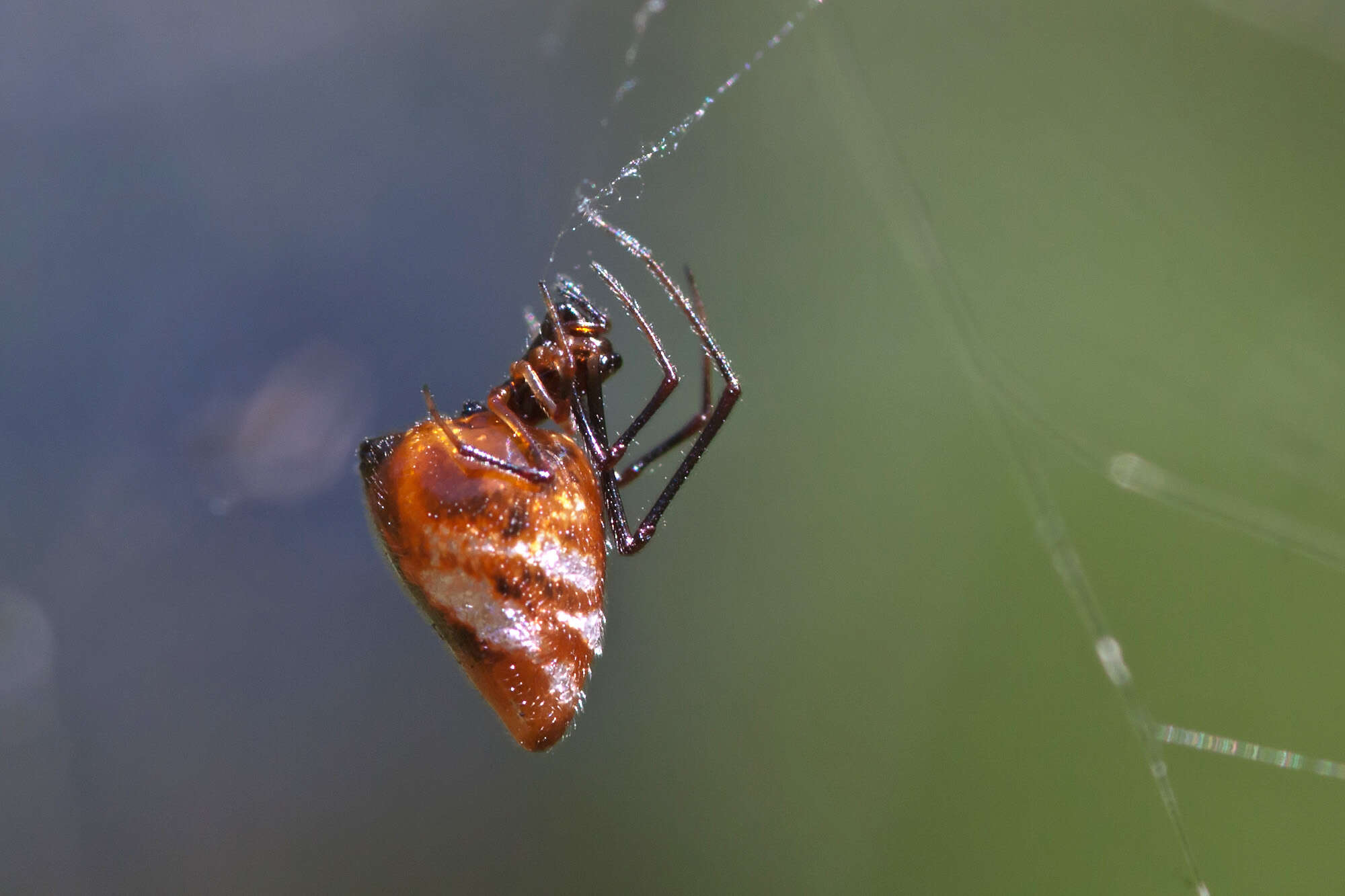 Image of tangle web spiders