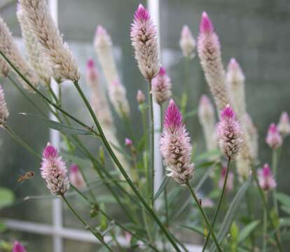 Imagem de Celosia argentea L.