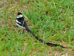 Image of Pin-tailed Whydah