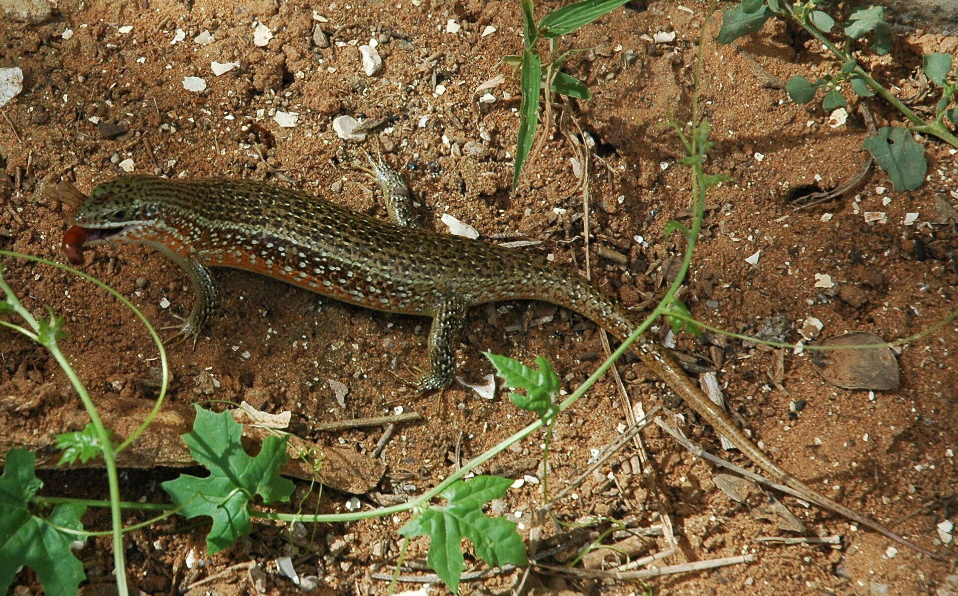 Image of Chabanaud's Mabuya