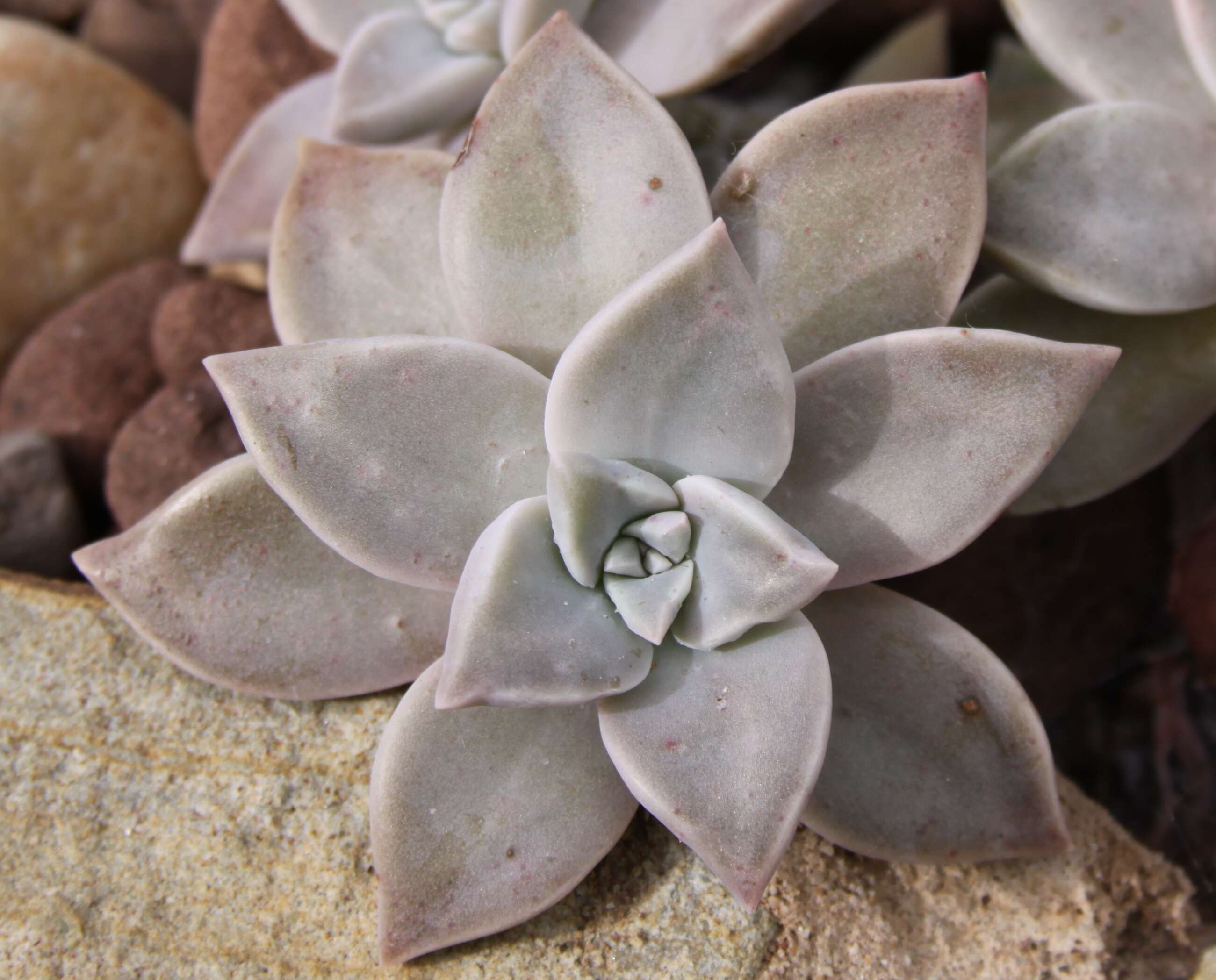 Image of Graptopetalum paraguayense (N. E. Brown) Walther