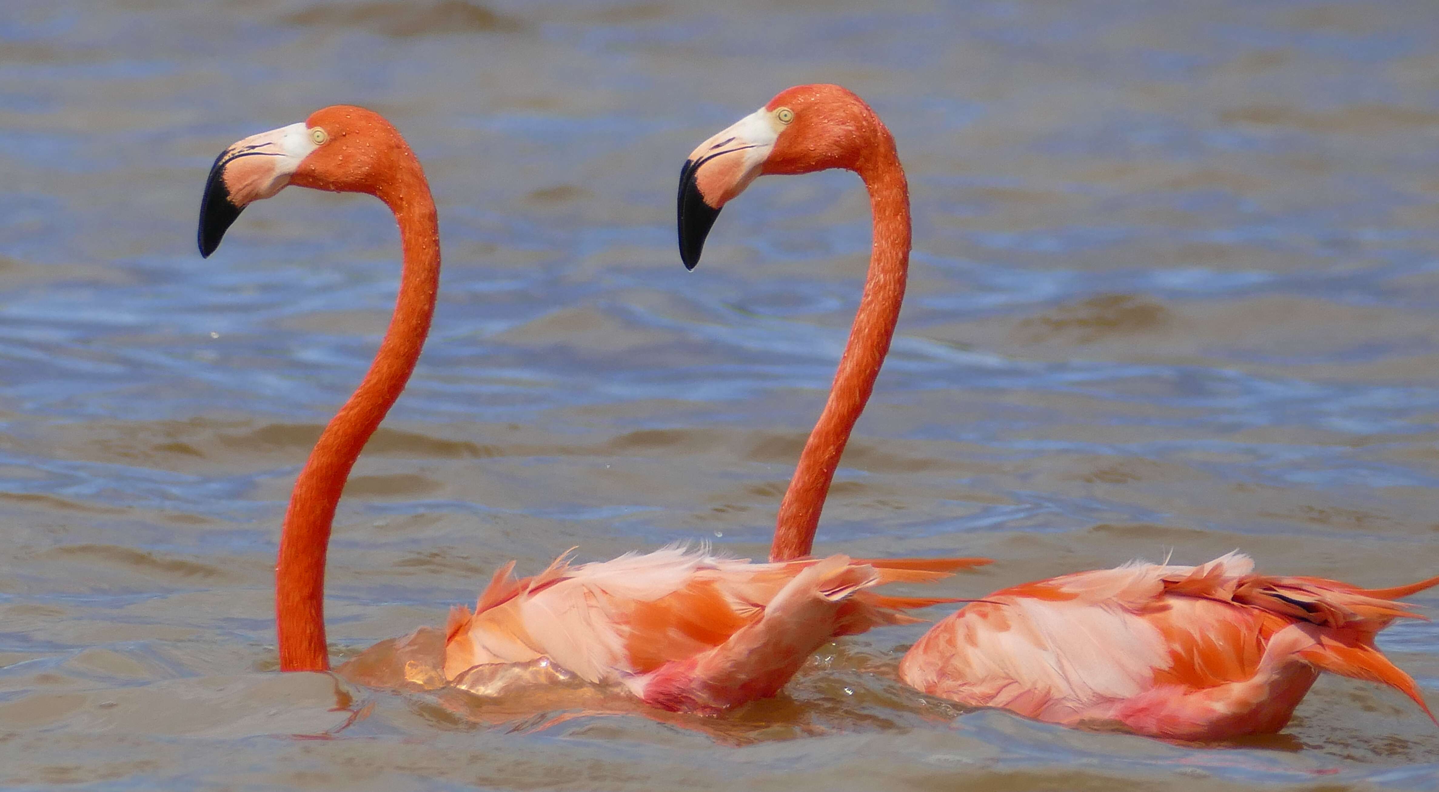 Imagem de Phoenicopterus ruber Linnaeus 1758