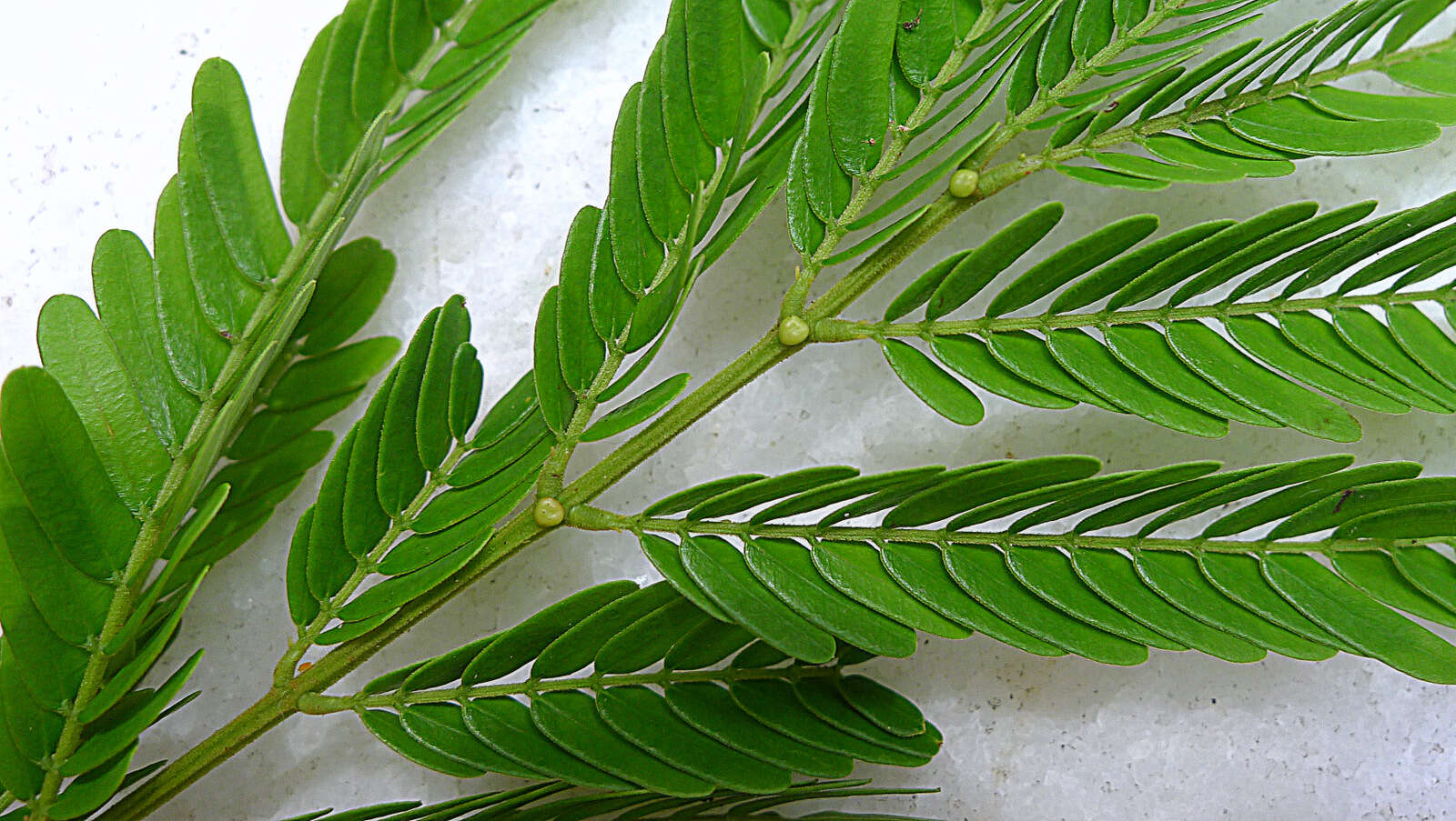 Image of Albizia pedicellaris (Dc.) L. Rico