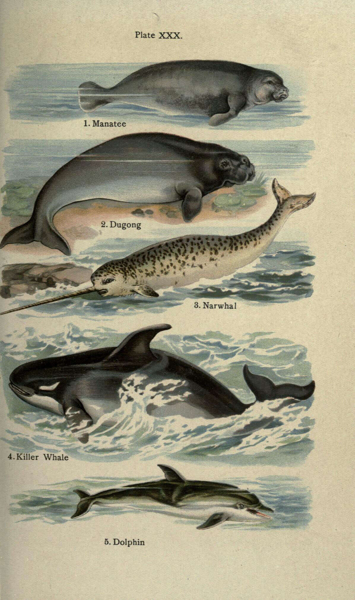 Слика од Trichechidae Gill 1872