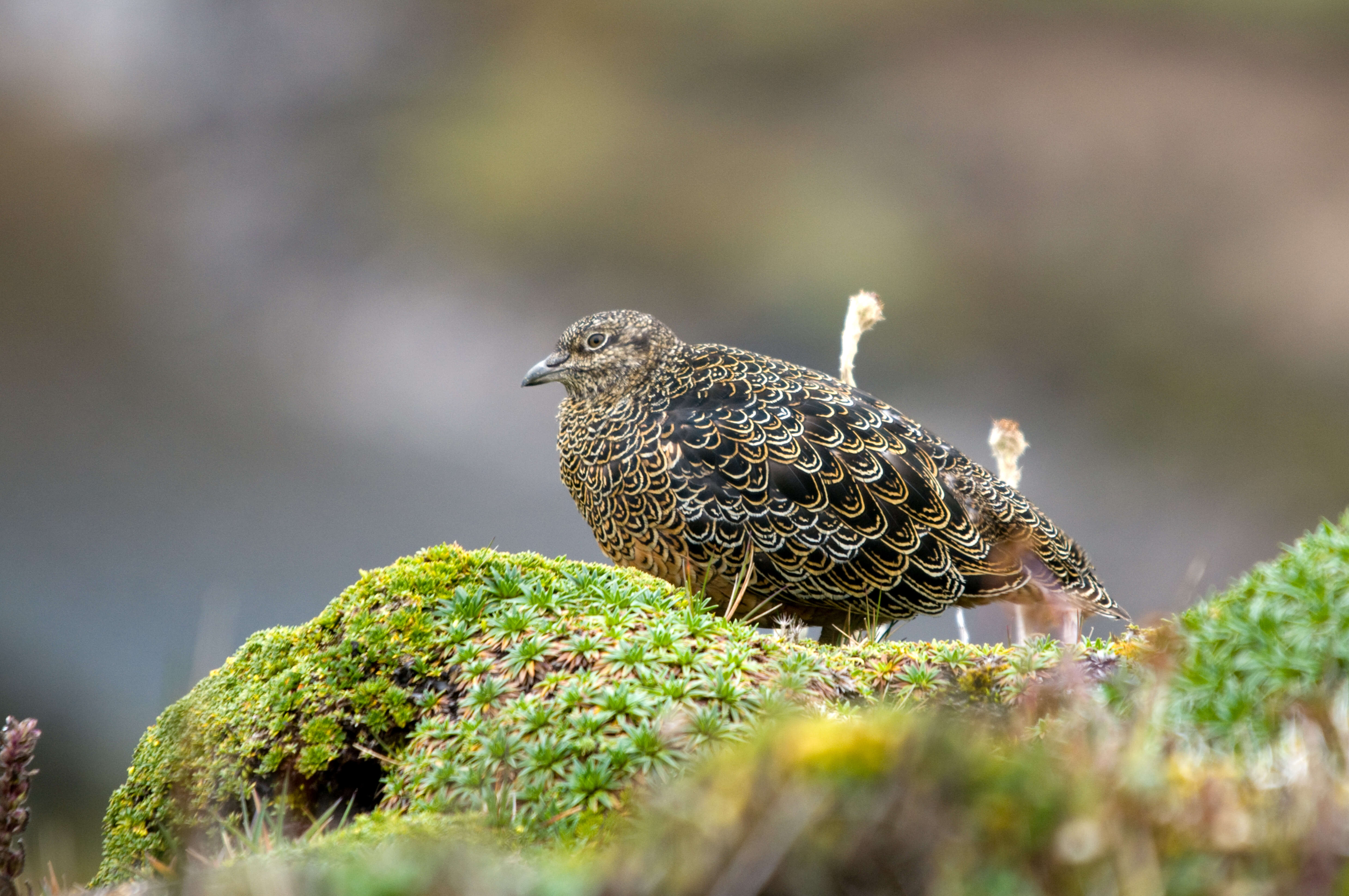 Image of seedsnipes