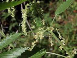 Image of stinging nettle