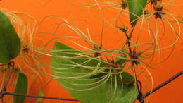 Image of Clematis brasiliana DC.