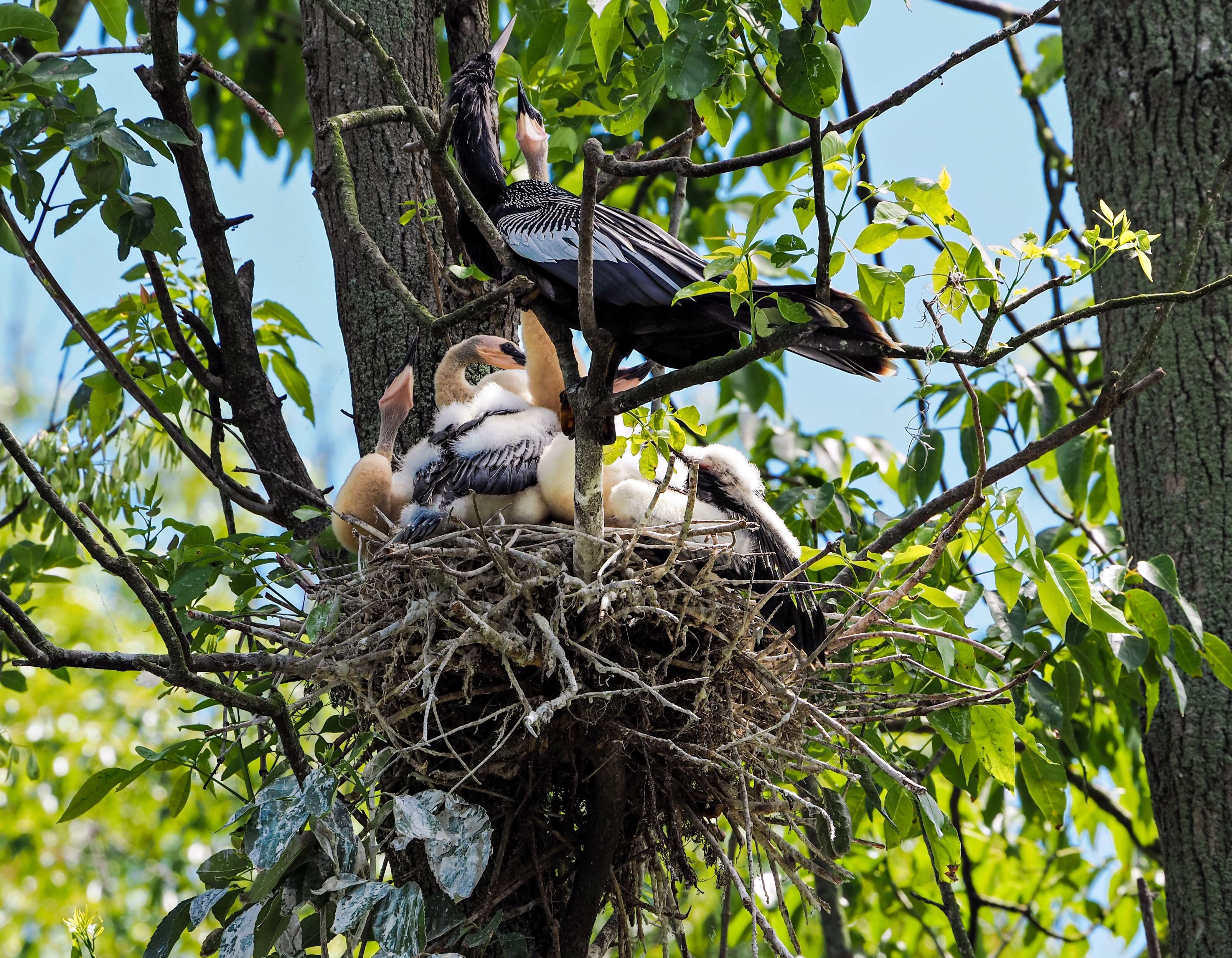 Image de Anhinga d'Amérique