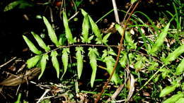 Image of climbing ferns