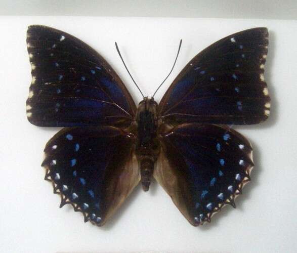 Image of Charaxes numenes Hewitson 1859