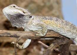 Image of Central bearded dragon