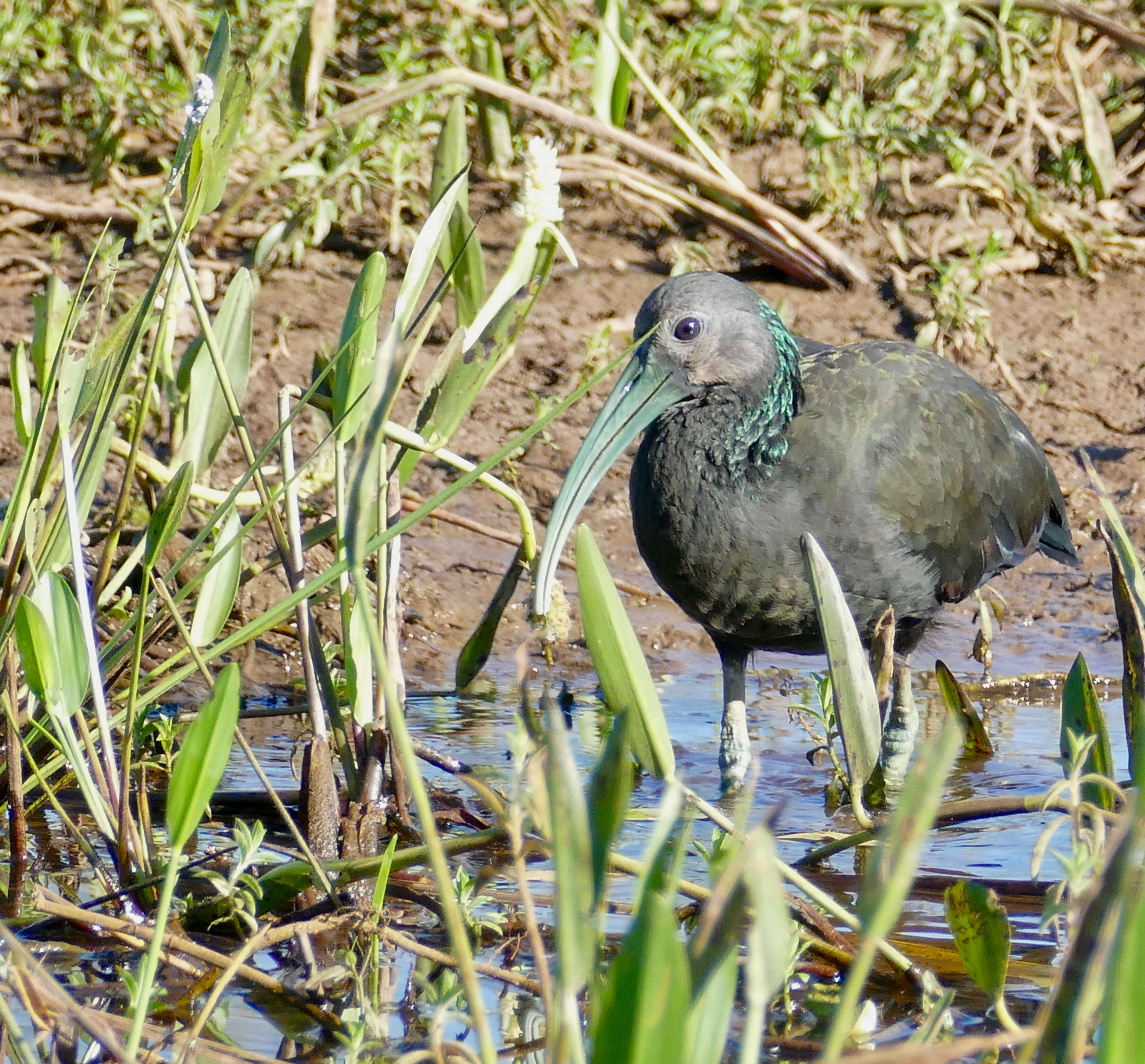 Image of Mesembrinibis Peters & JL 1930