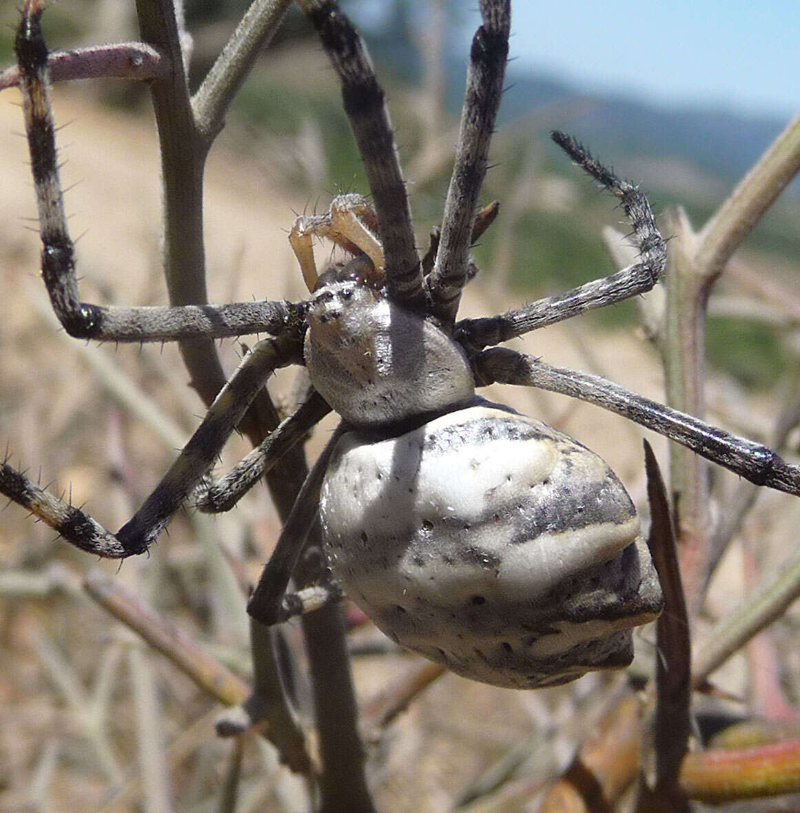 Image of Argiope lobata (Pallas 1772)