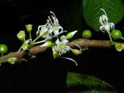 Image of Henriettea seemannii (Naud.) L. O. Williams