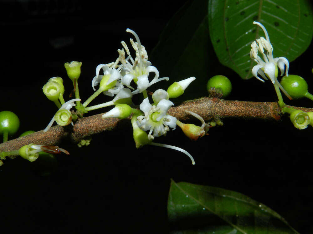 Image of Henriettea seemannii (Naud.) L. O. Williams