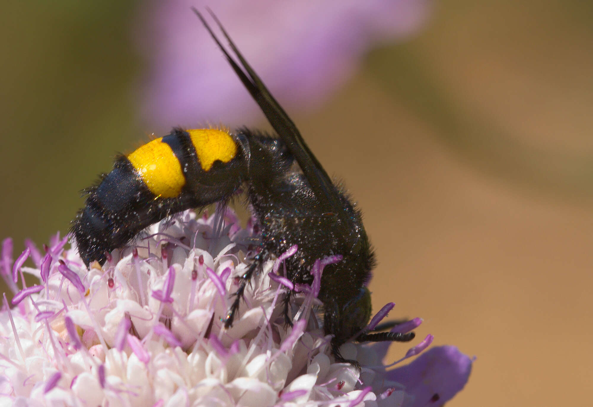 Image of scoliid wasps