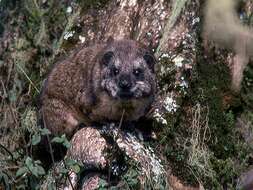 Image of Tree hyrax