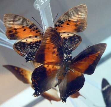 Charaxes zingha Stoll 1780的圖片