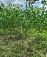 Image of cassava