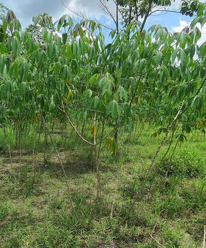 Image of cassava