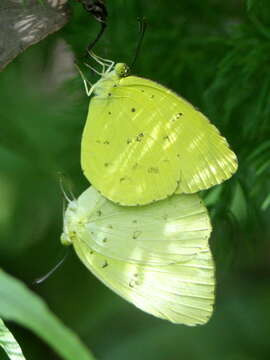 Image de Eurema hecabe (Linnaeus 1758)