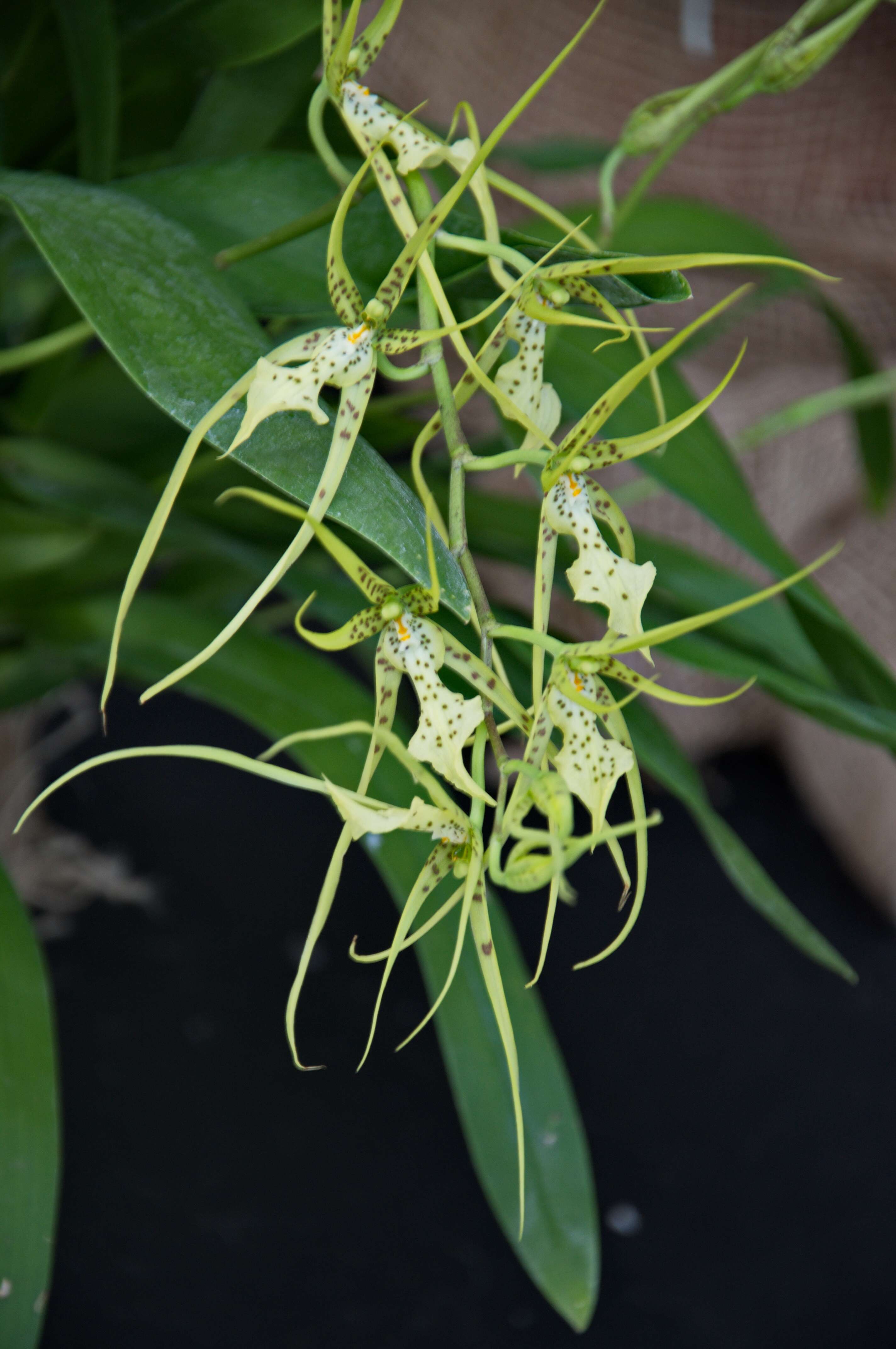 Image of brassia