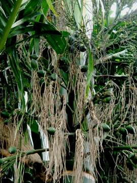 Image of betel palm