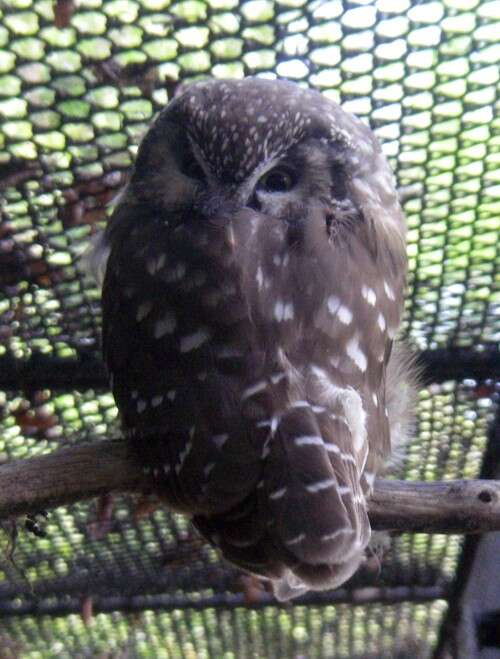 Image of Boreal Owl